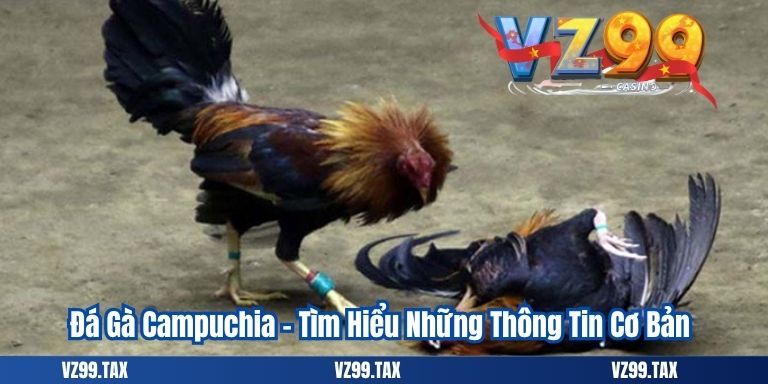 Đá Gà Campuchia – Tất Tần Tật Thông Tin 2025 2 Đá Gà Campuchia – Tìm Hiểu Những Thông Tin Cơ Bản